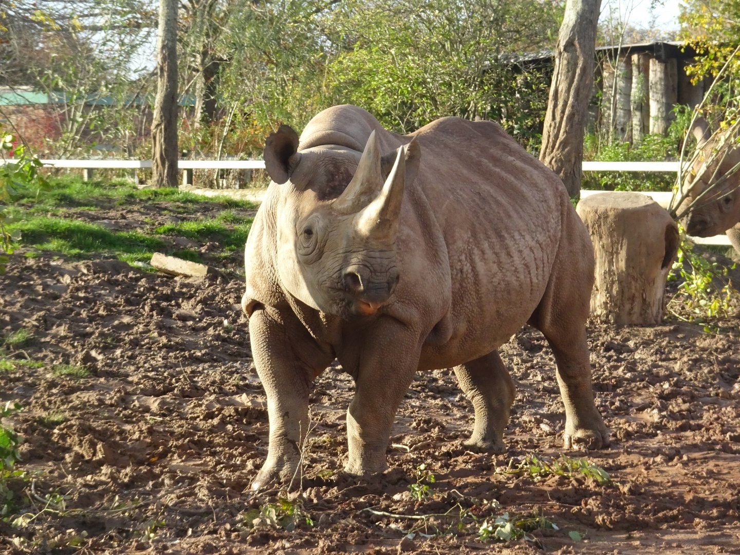 Black Rhino 2 November 2025