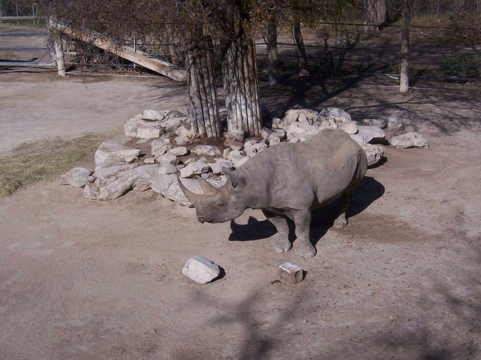 Black Rhino 2007