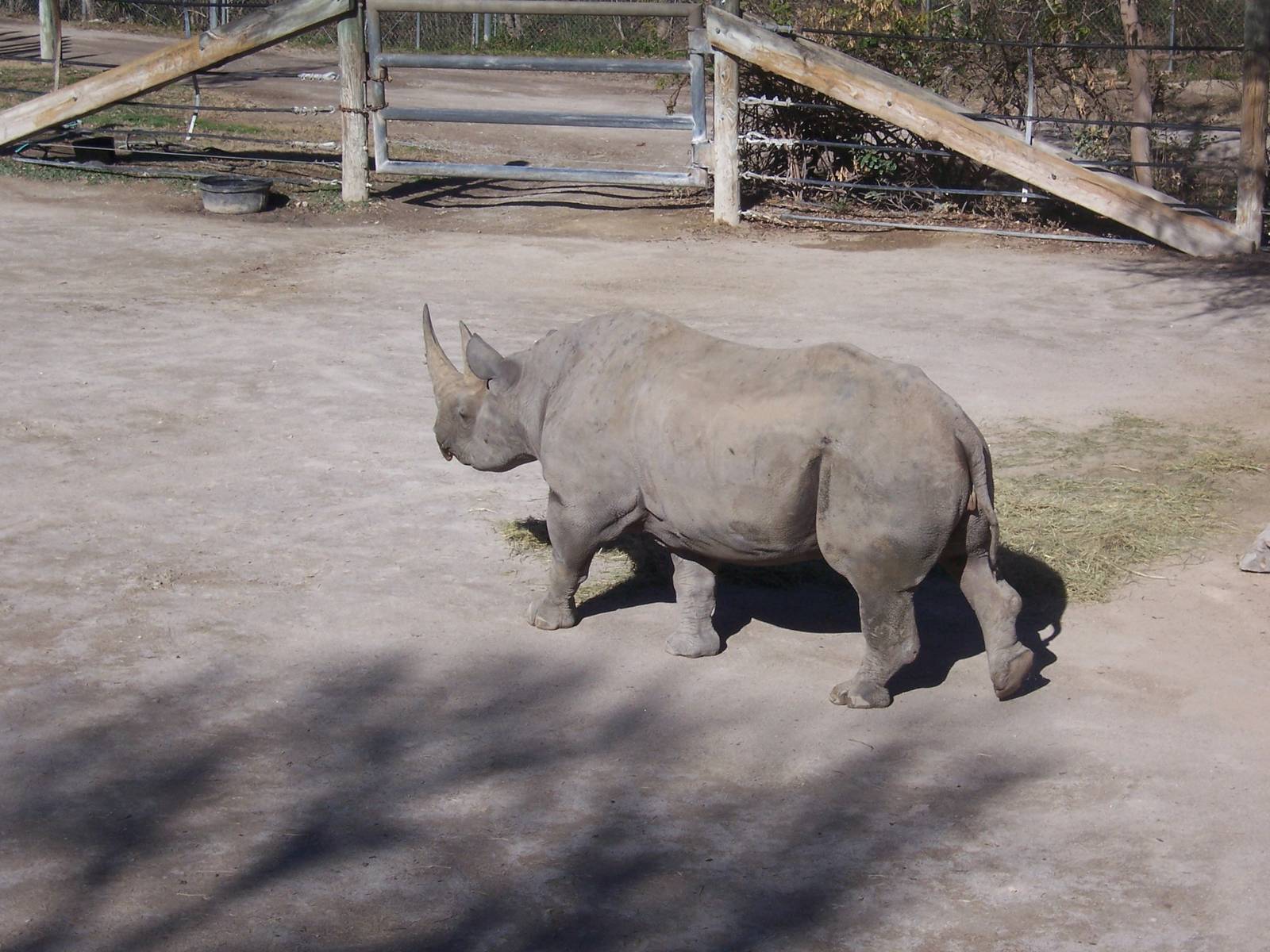 Black Rhino 2007