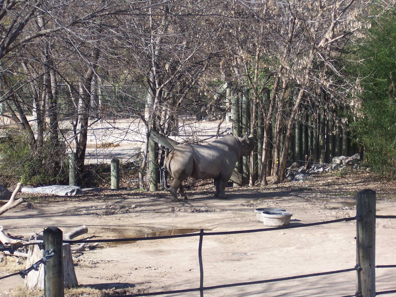 Black Rhino 2007