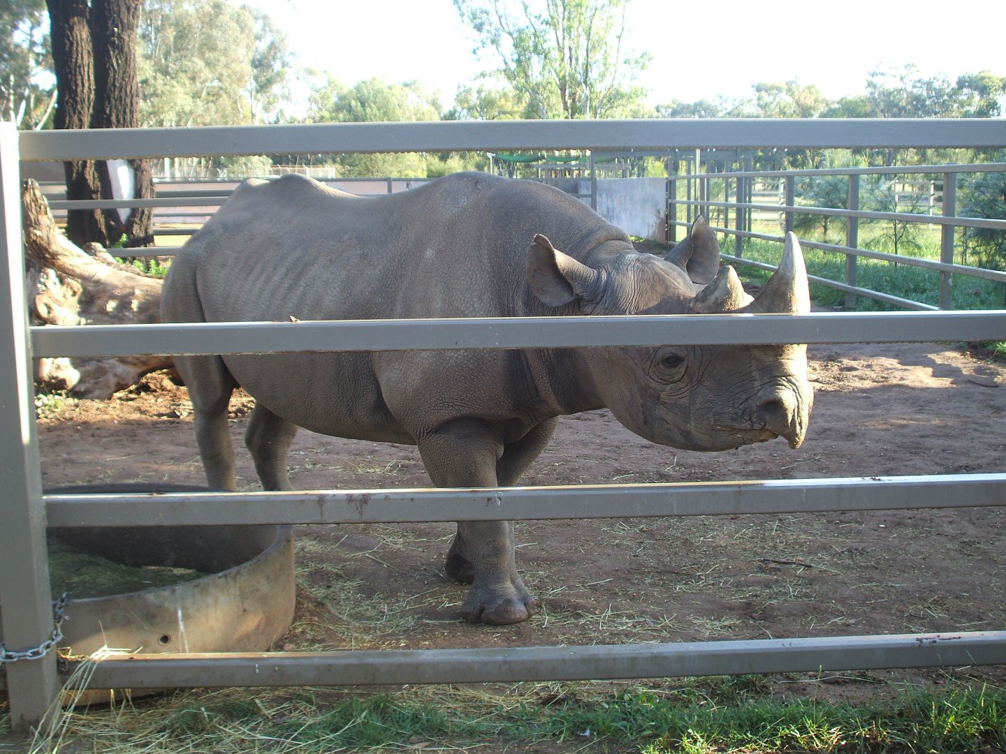 Black Rhino, 2010
