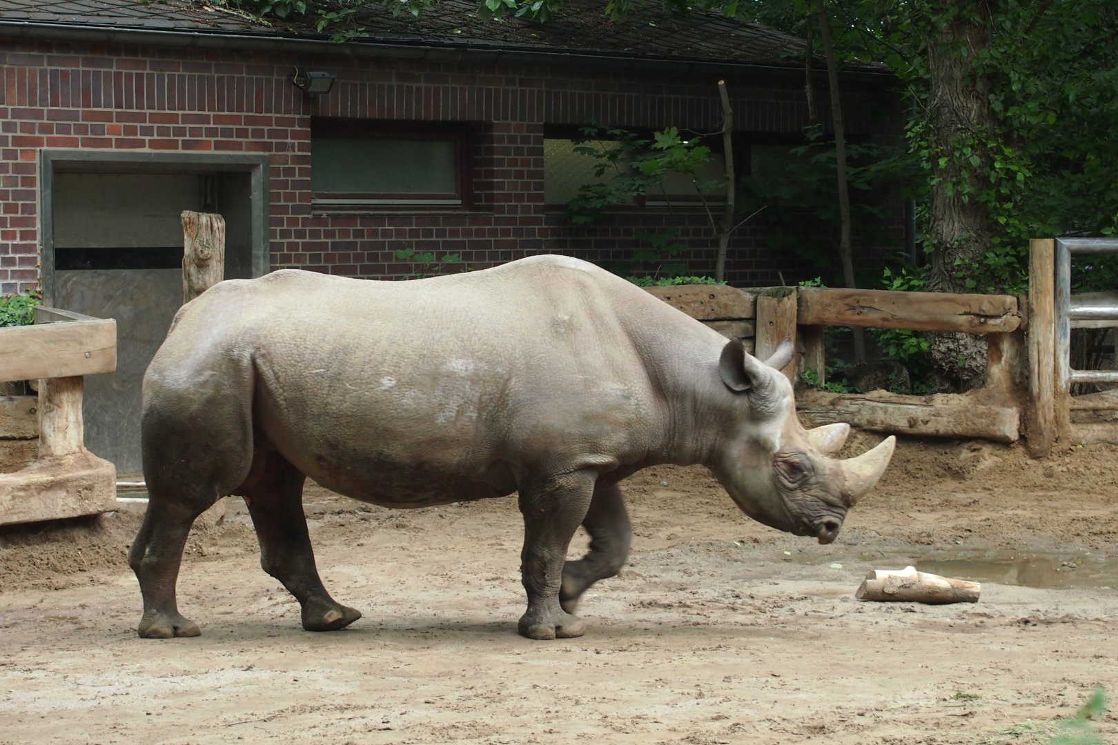 Black rhino - 2013