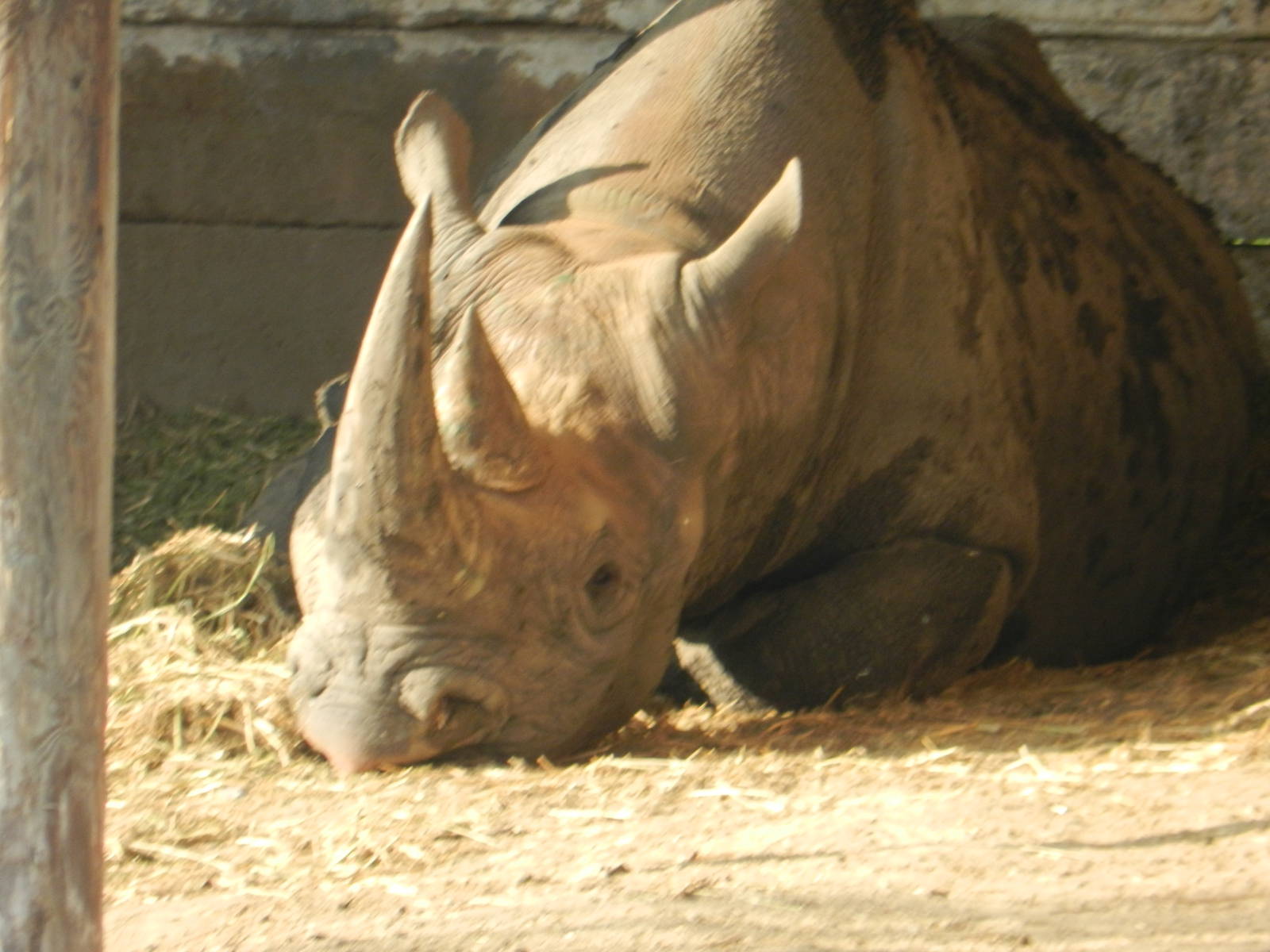 Black Rhino 26/10/2015