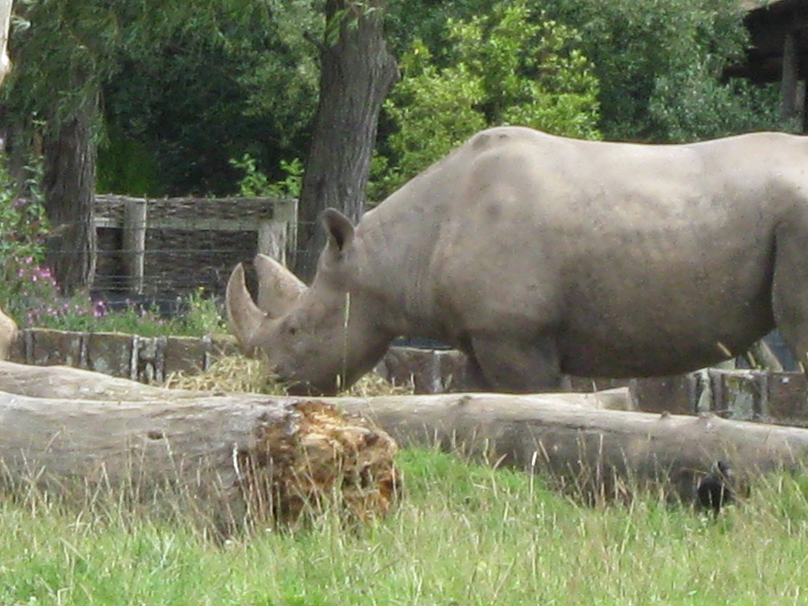 Black Rhino 3.8.09