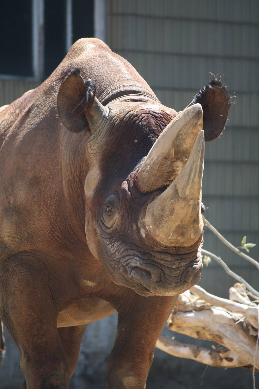 Black rhino - 4 June 2010