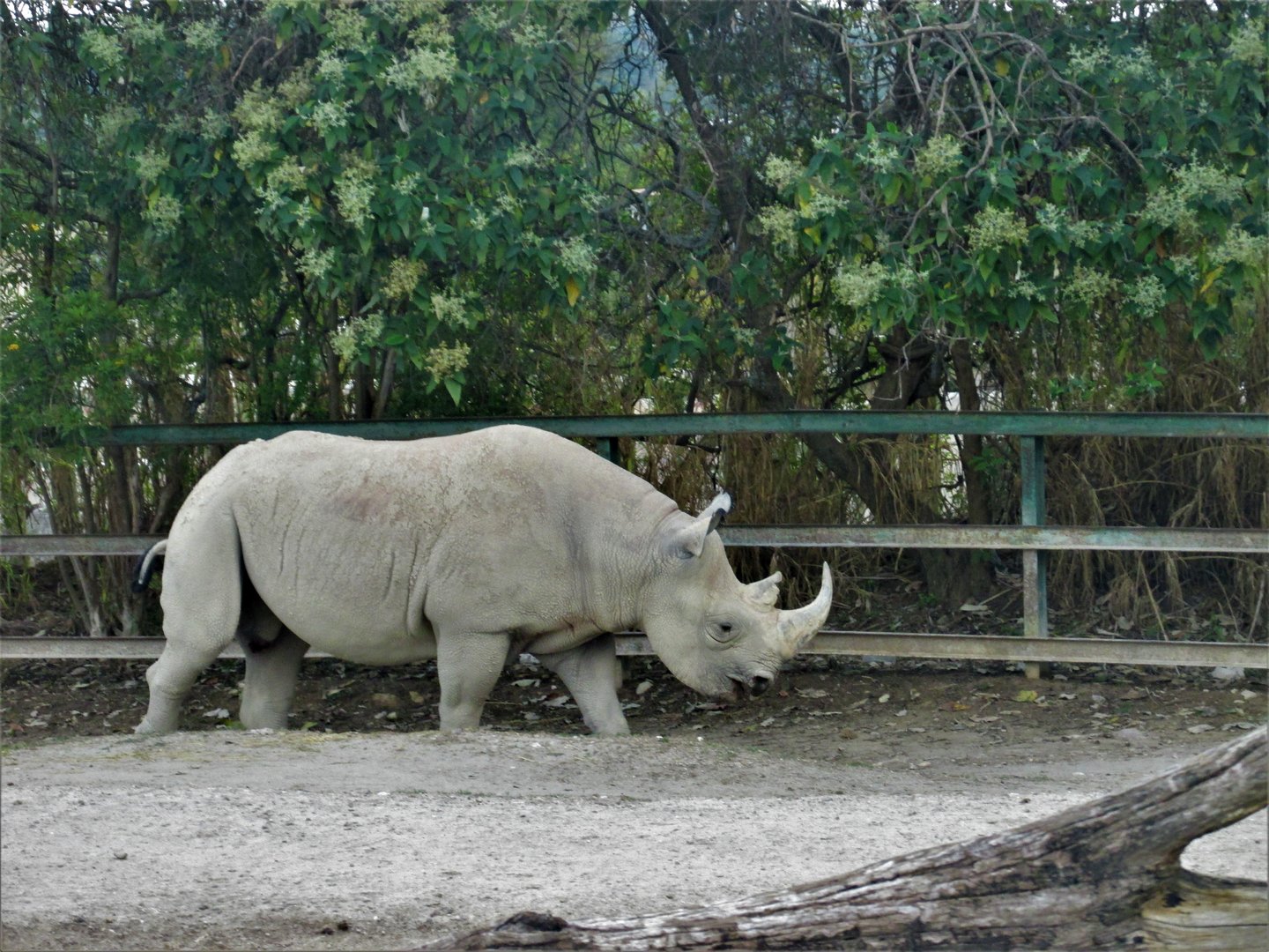 black rhino africam safari