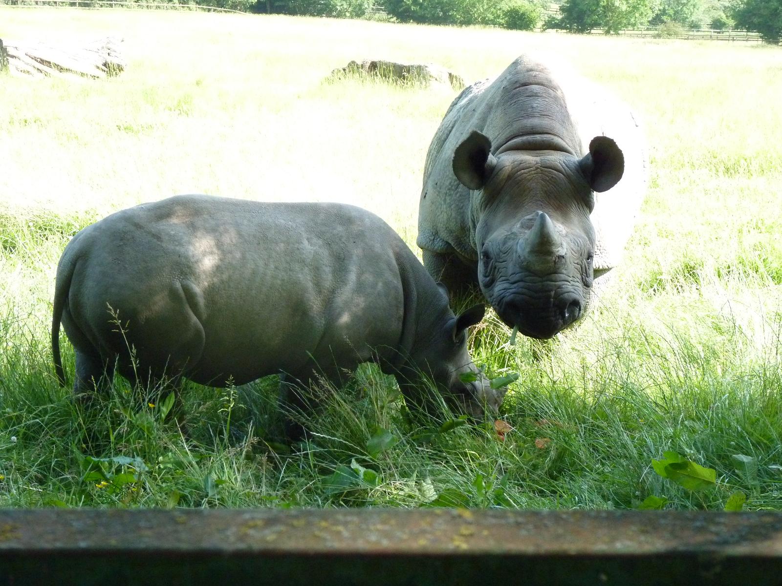 Black Rhino and Calf