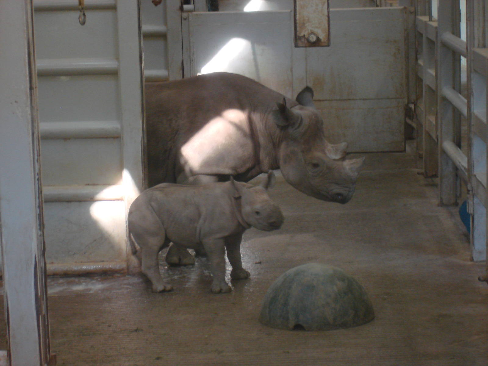 Black Rhino and calf