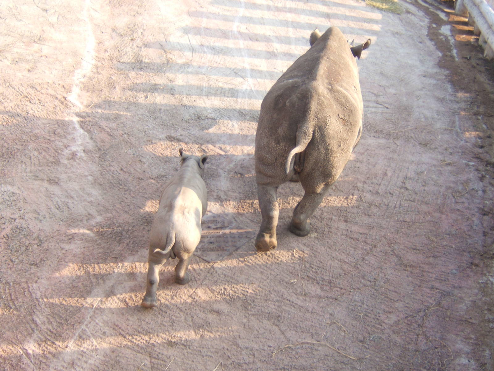 Black Rhino and calf