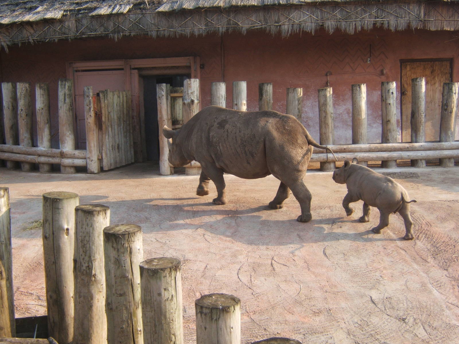 Black Rhino and calf