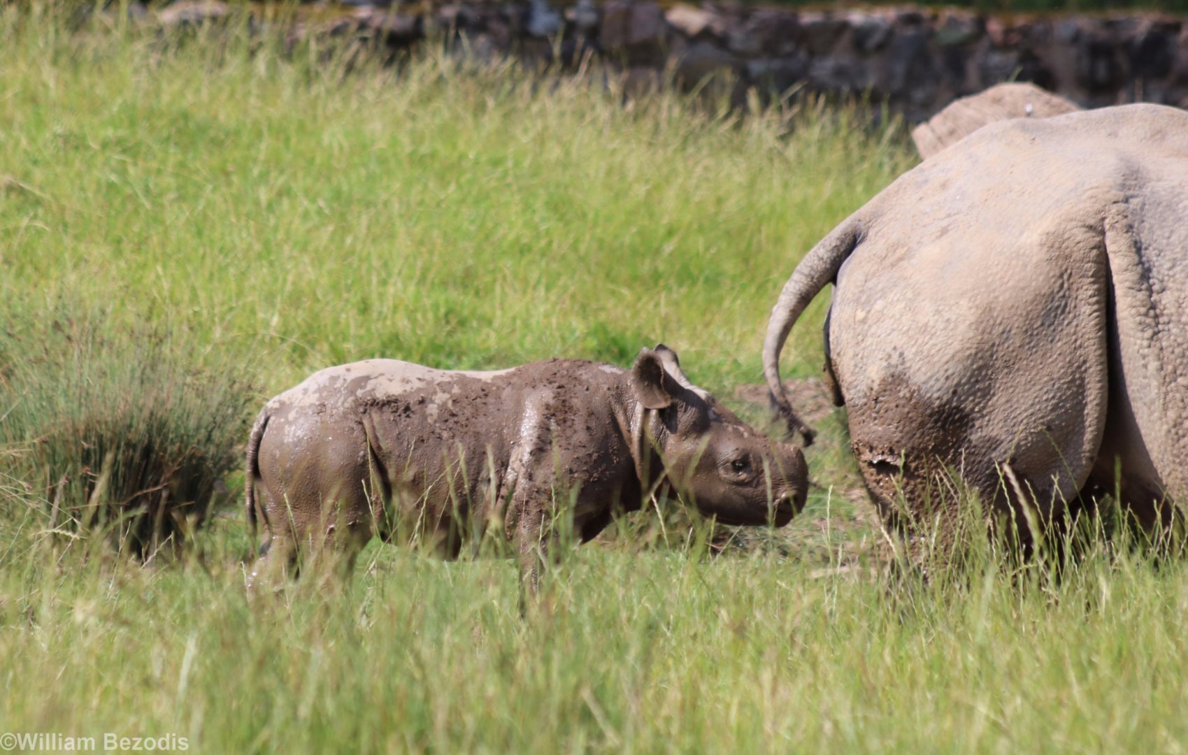 Black Rhino and Calf