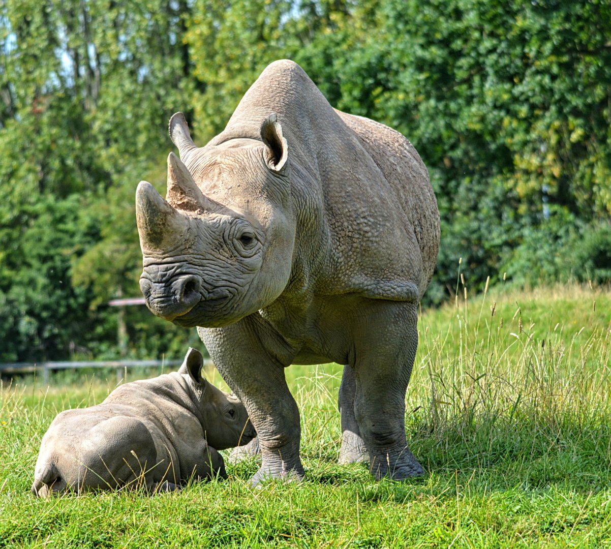 Black Rhino And Calf