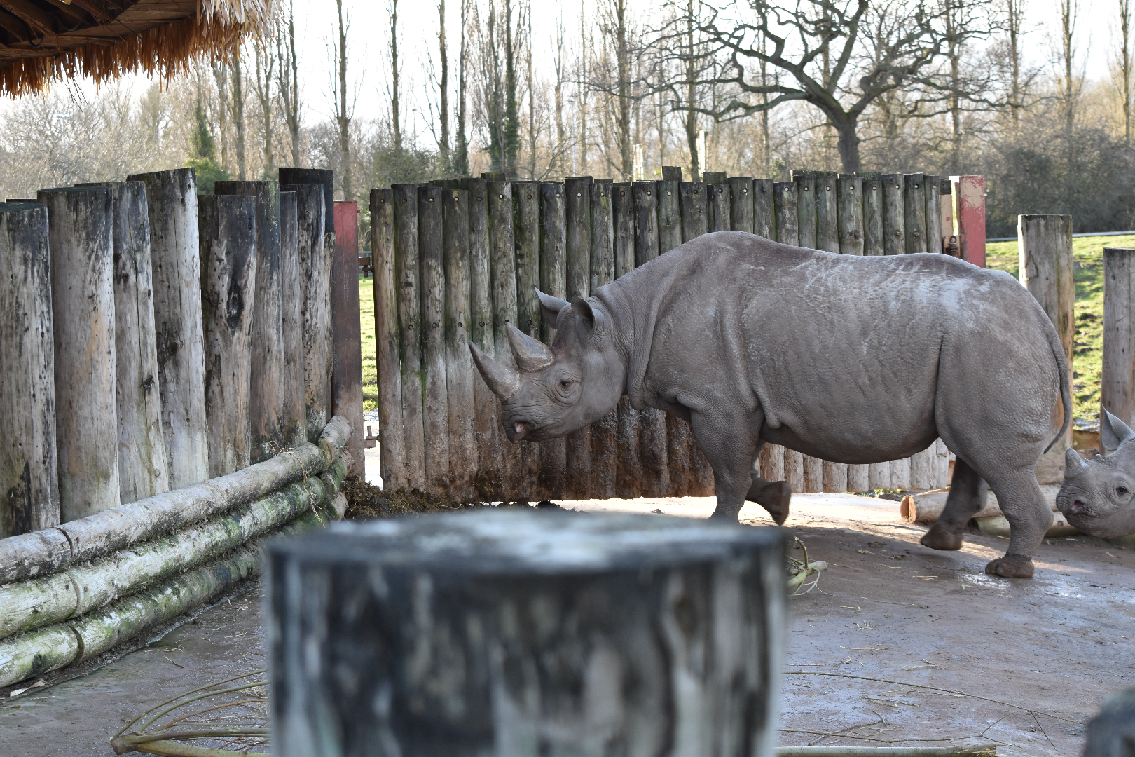 Black Rhino and Calf