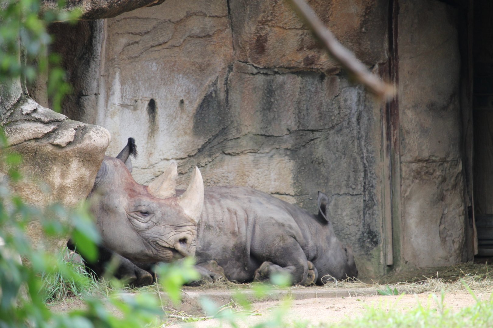 Black rhino and calf