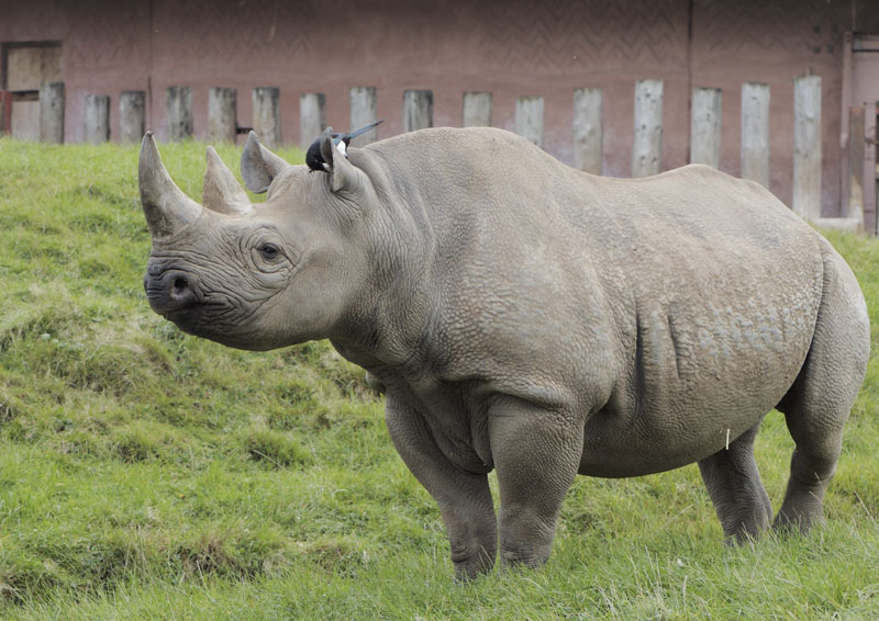 Black rhino and her little friend