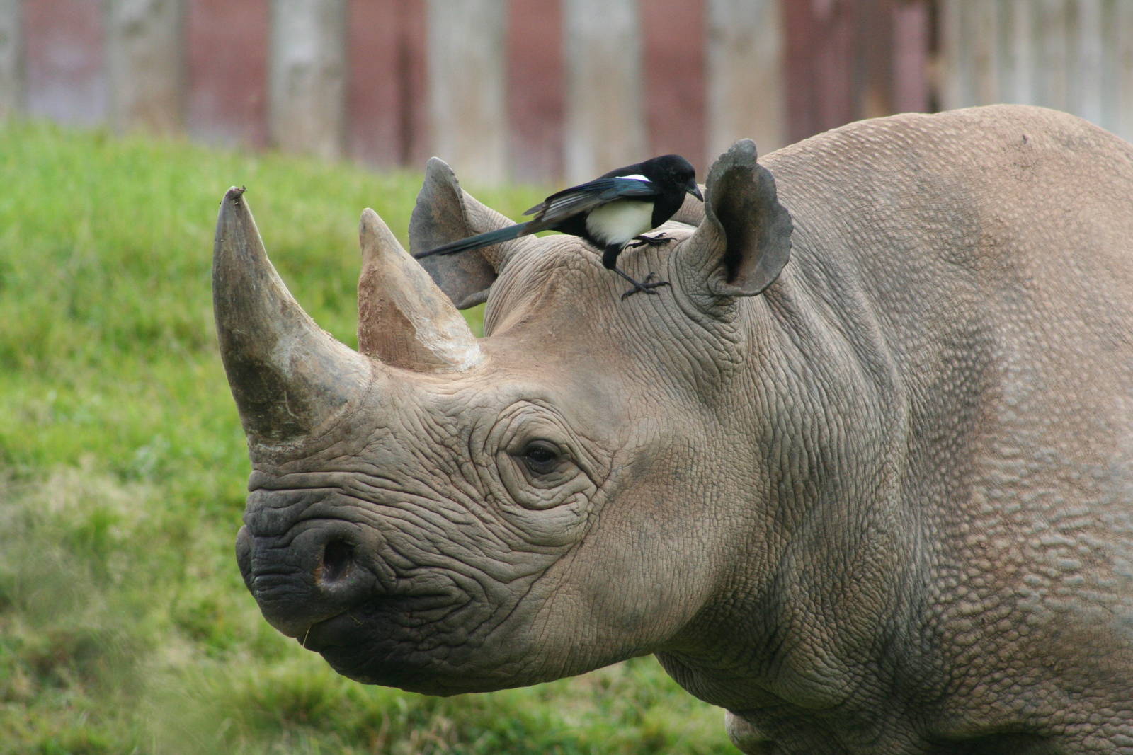 Black Rhino (and Magpie)@ Chester; 11.10.2014
