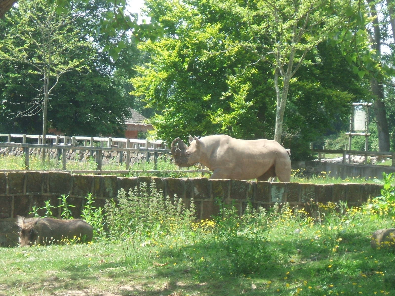 Black Rhino and Warthog