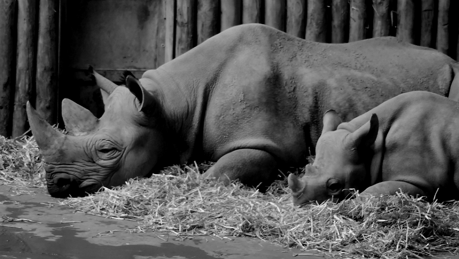 BLACK RHINO AND YOUNGSTER
