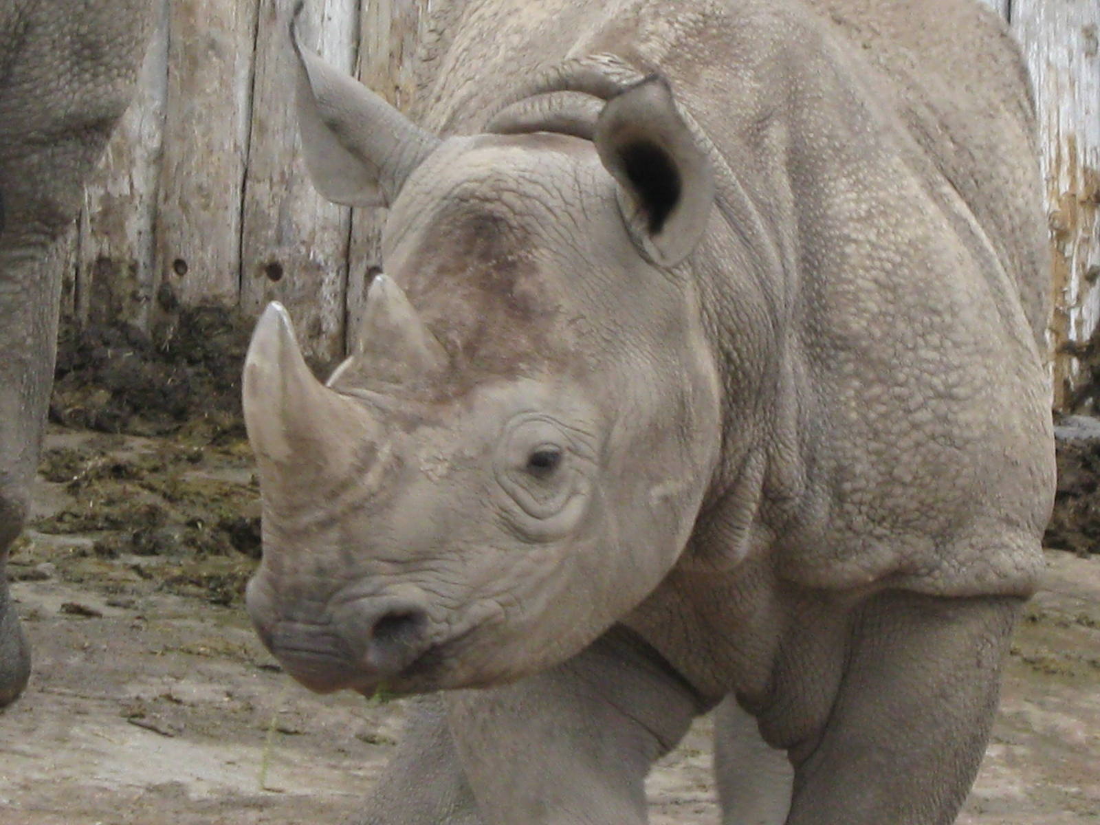 Black Rhino, Asani 1.6.10