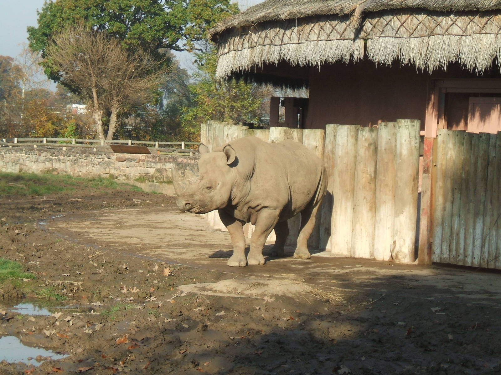 Black Rhino at Chester Zoo