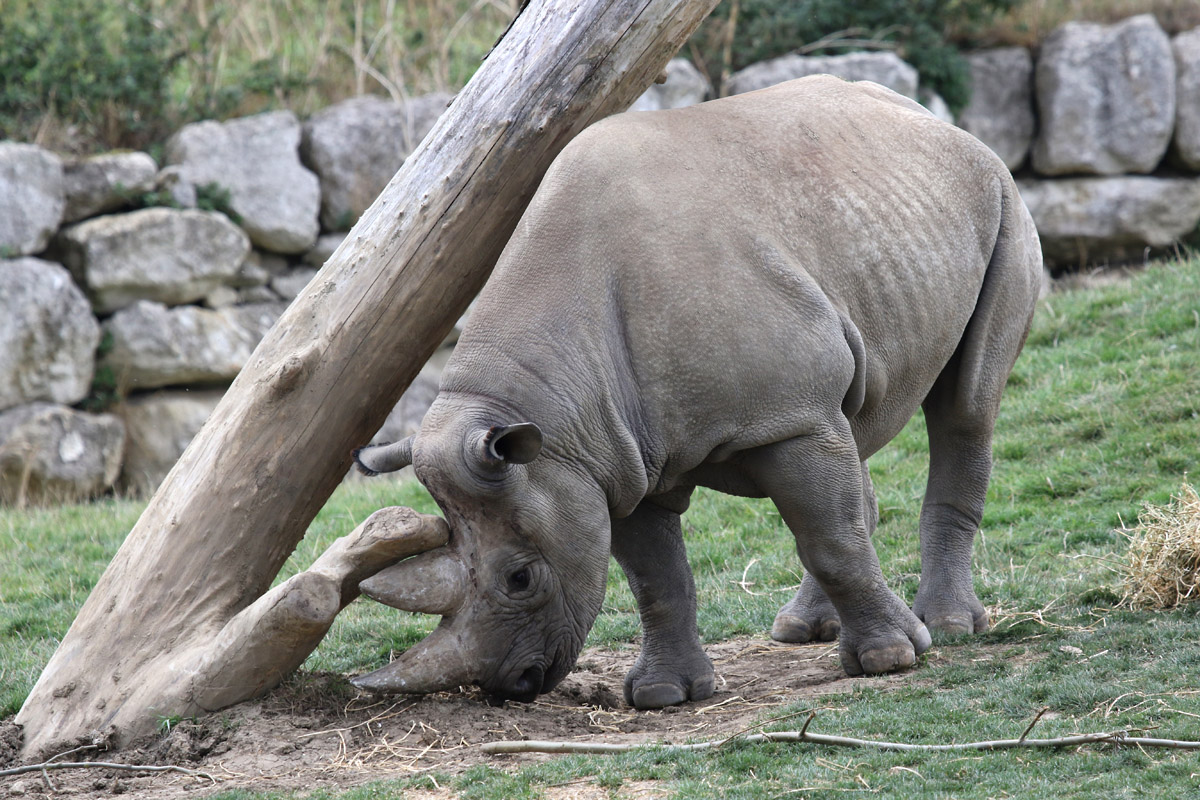 Black Rhino at Flamingo Land 15/09/2018