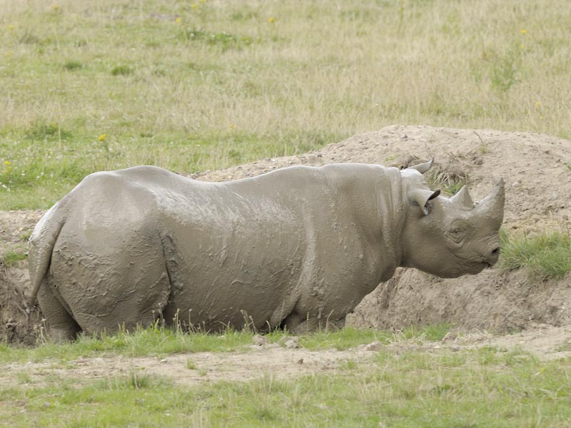 Black rhino at Howletts