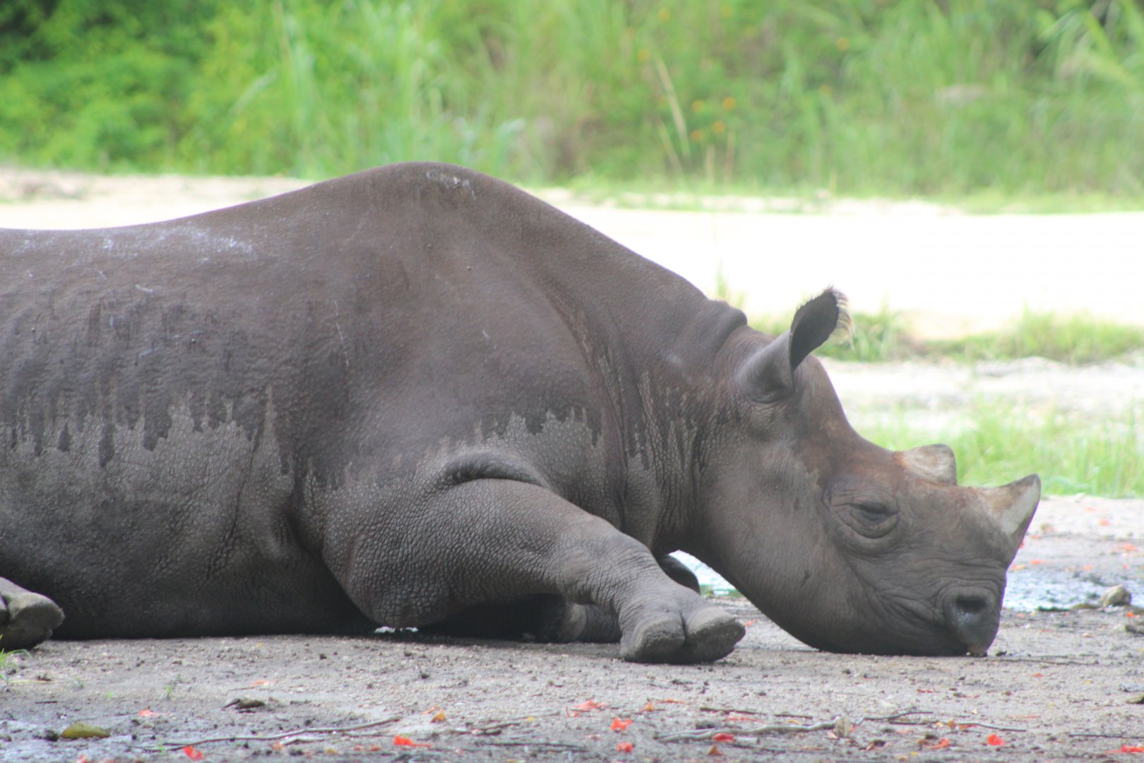 Black Rhino at Rest