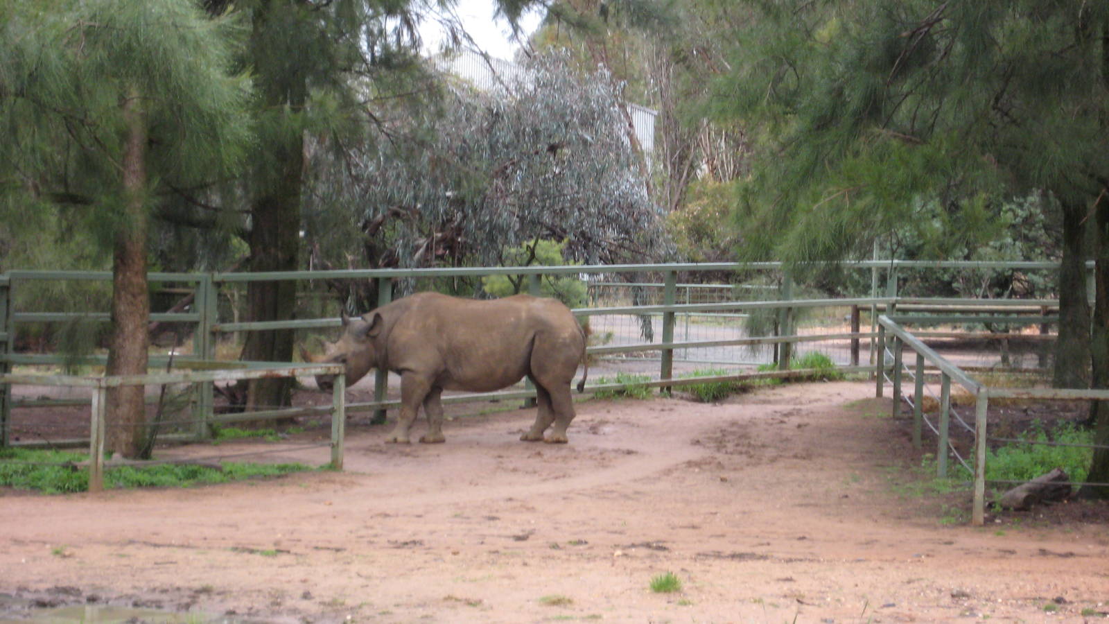 Black Rhino at Western Plains Zoo