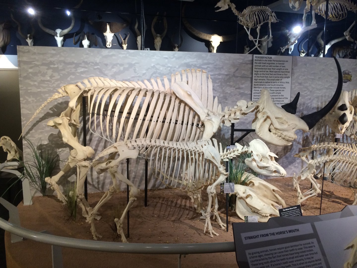 Black Rhino & Brazilian Tapir