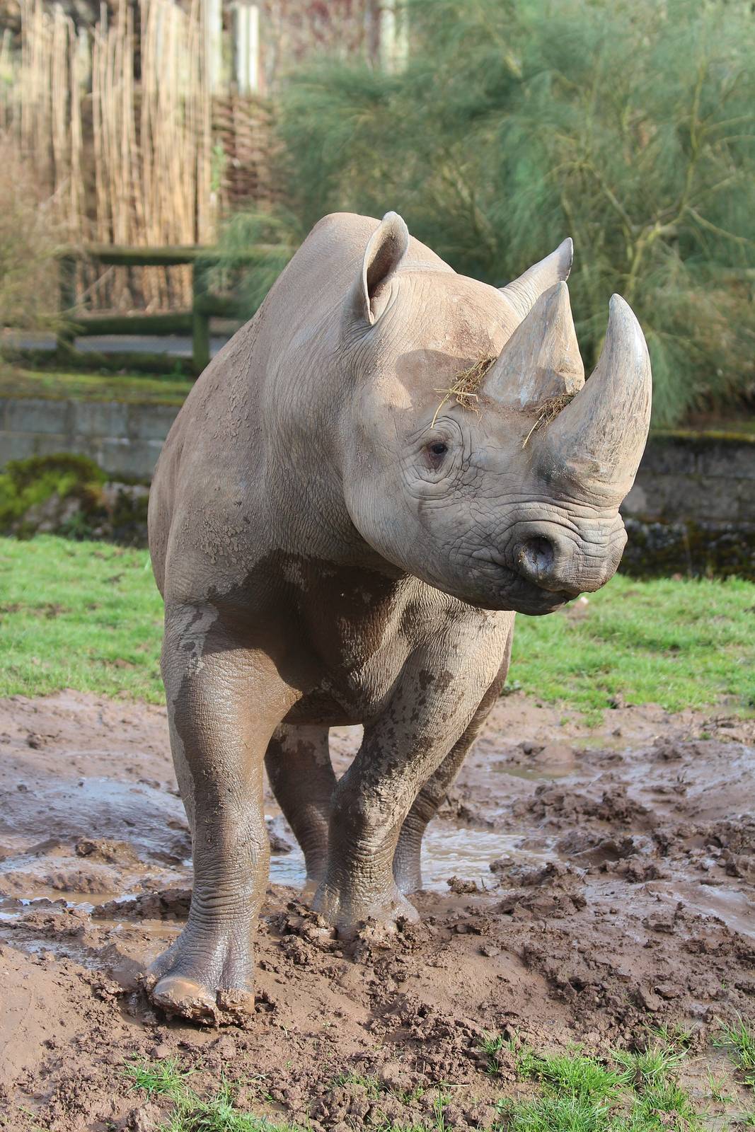 Black Rhino bull, Magadi