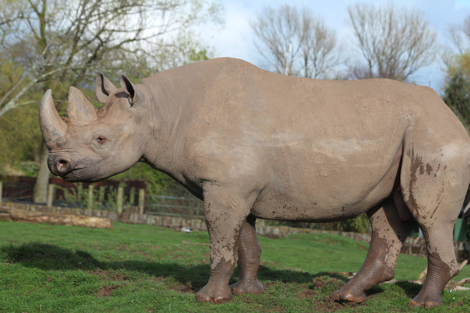 Black Rhino bull, Magadi