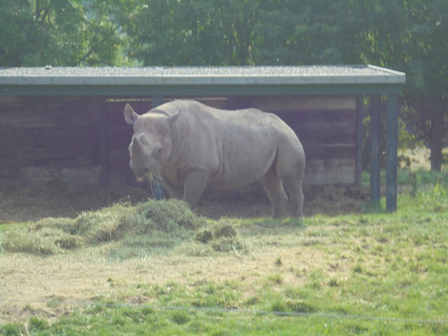 Black Rhino bull 'Sammy' (from Chester)