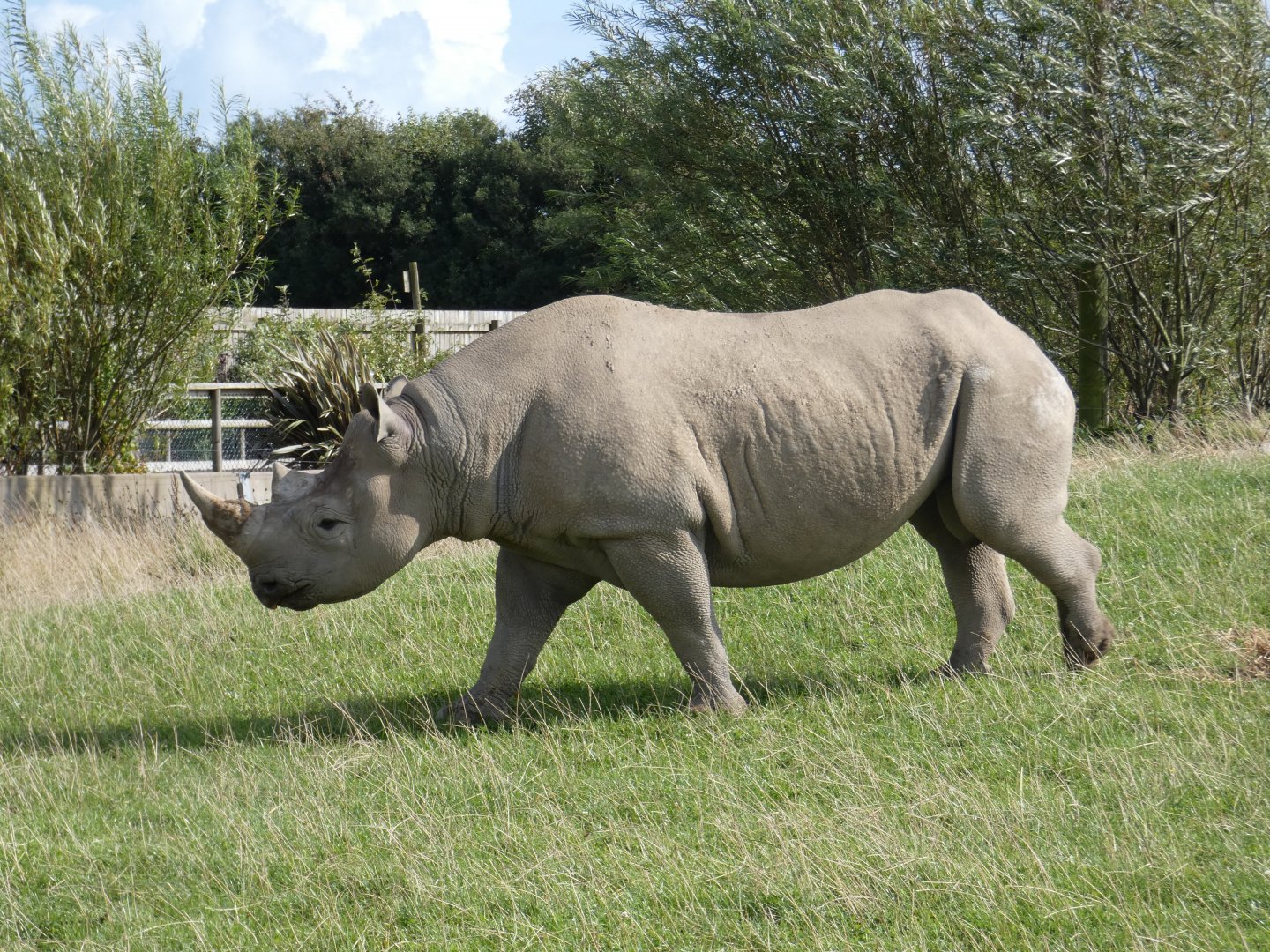 Black Rhino bull
