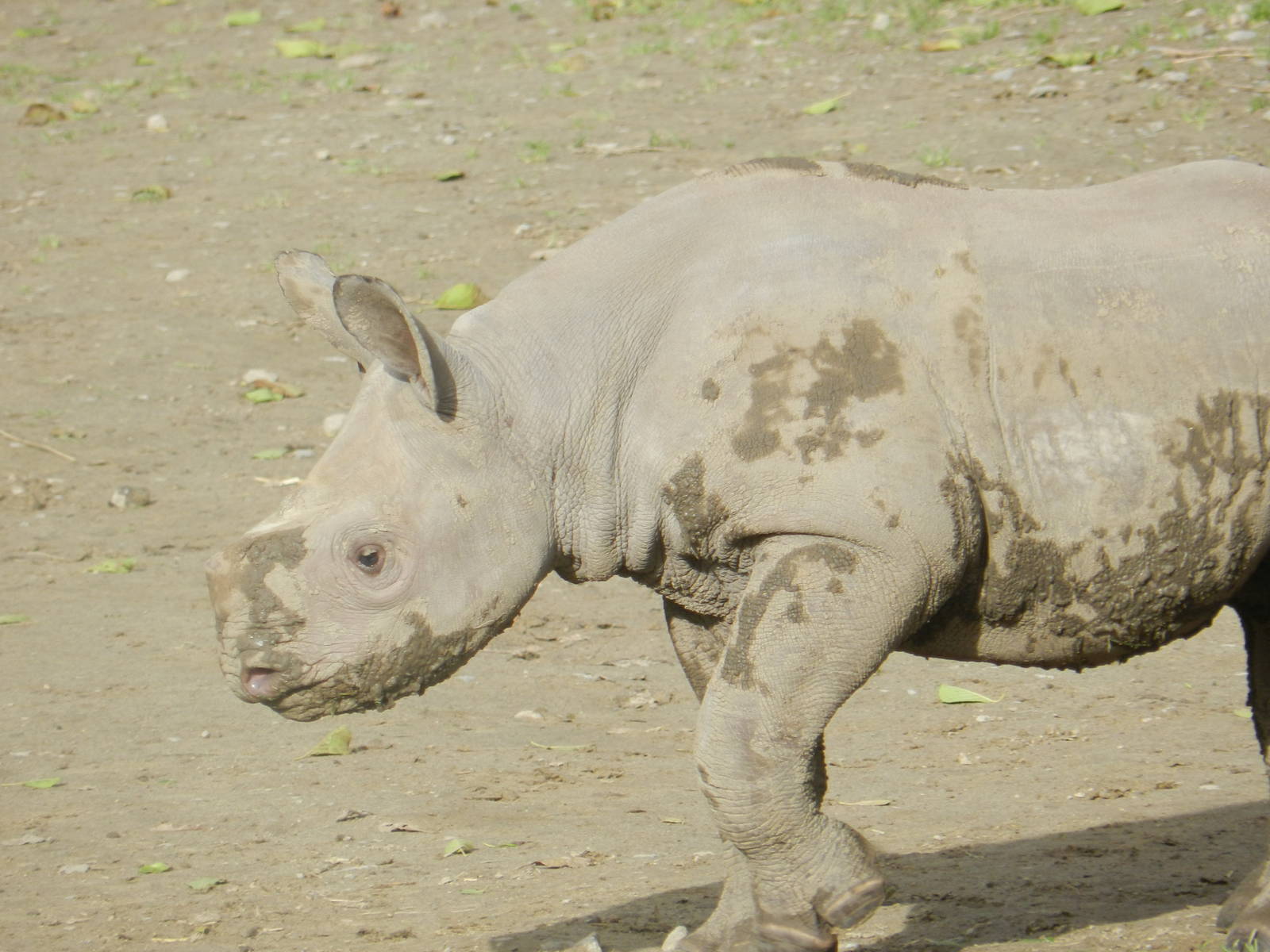 Black Rhino Calf 13/11/2015