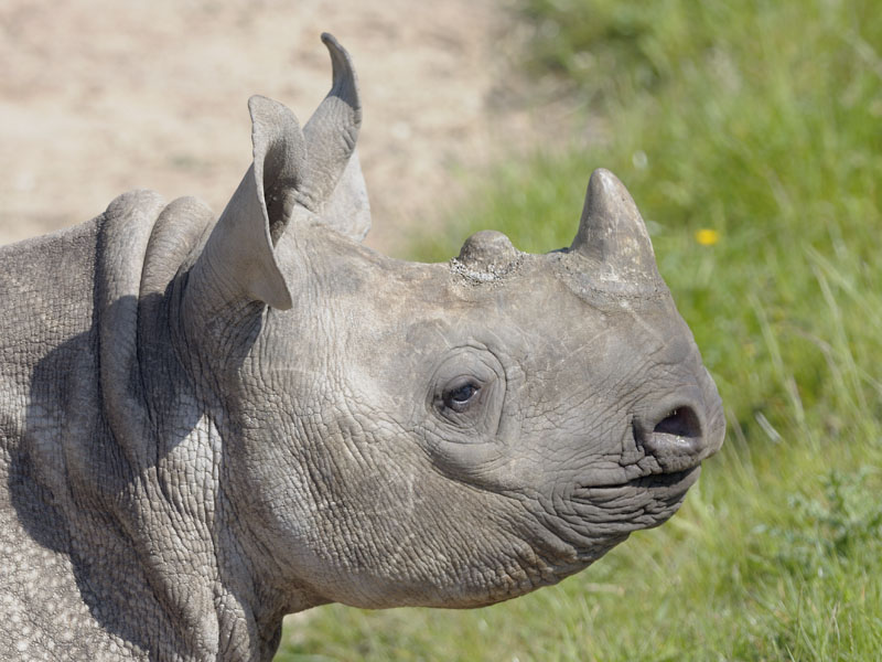 Black rhino calf, Asani, at 7 months old