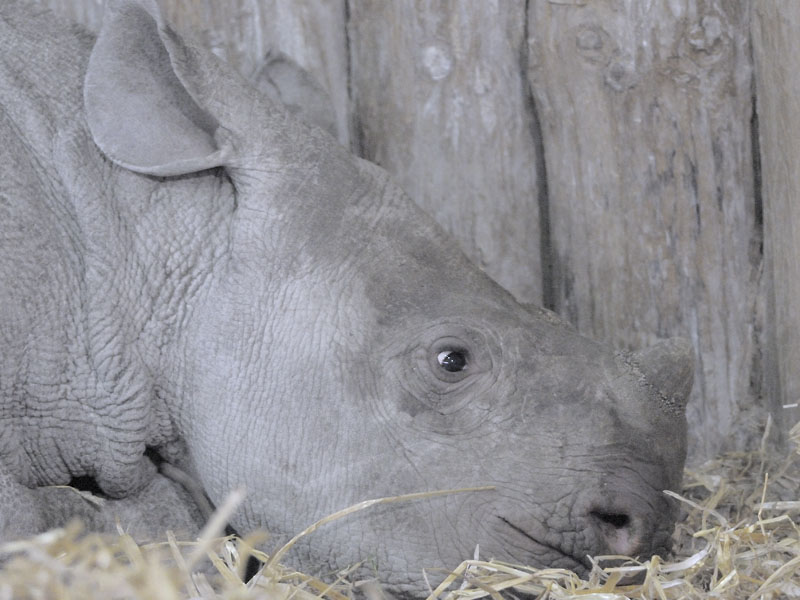 Black rhino calf, Asani