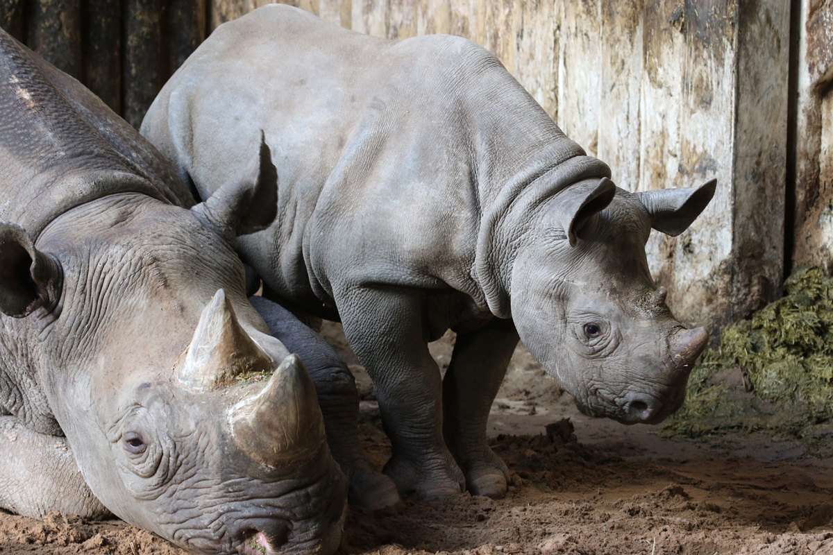 Black Rhino calf at Chester Zoo, 23rd December 2017.