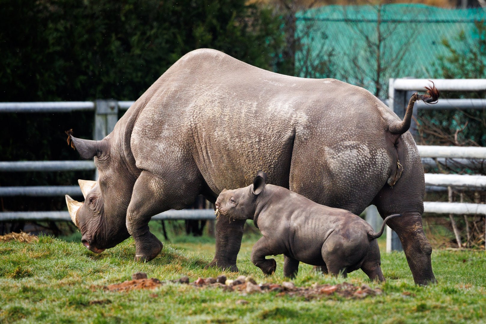 Black Rhino calf at YWP