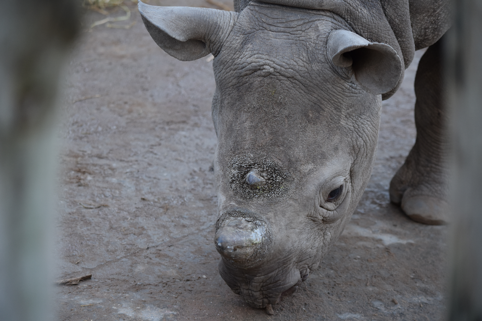 Black Rhino Calf Close-up