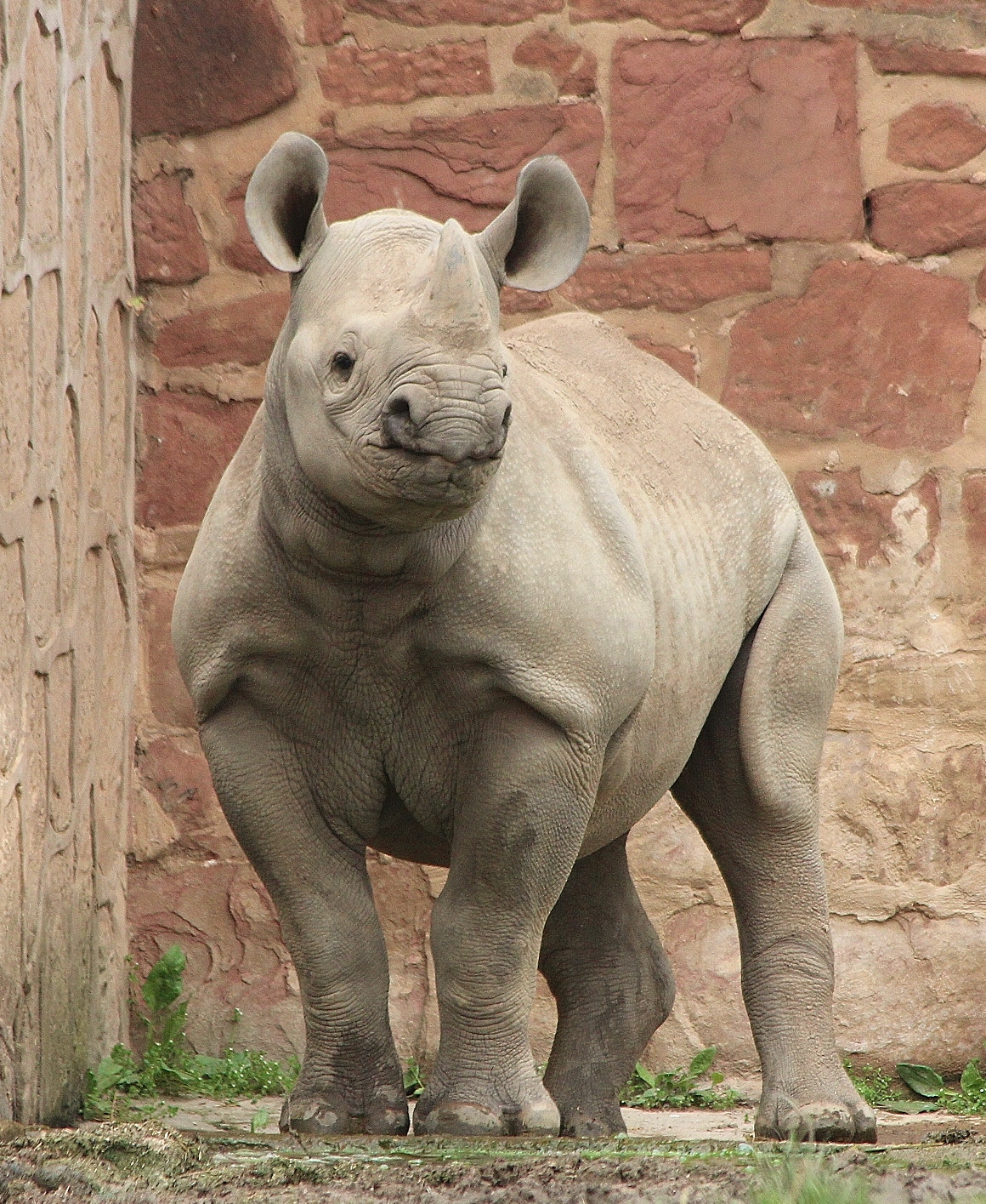Black Rhino calf, Dakima