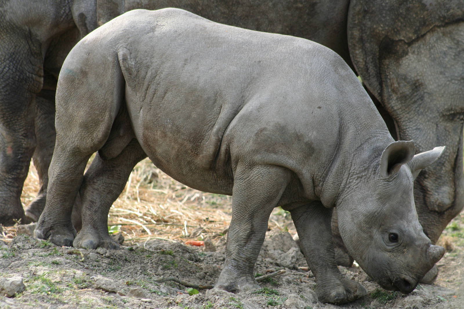 Black Rhino calf @ Port Lympne; 01.05.2011