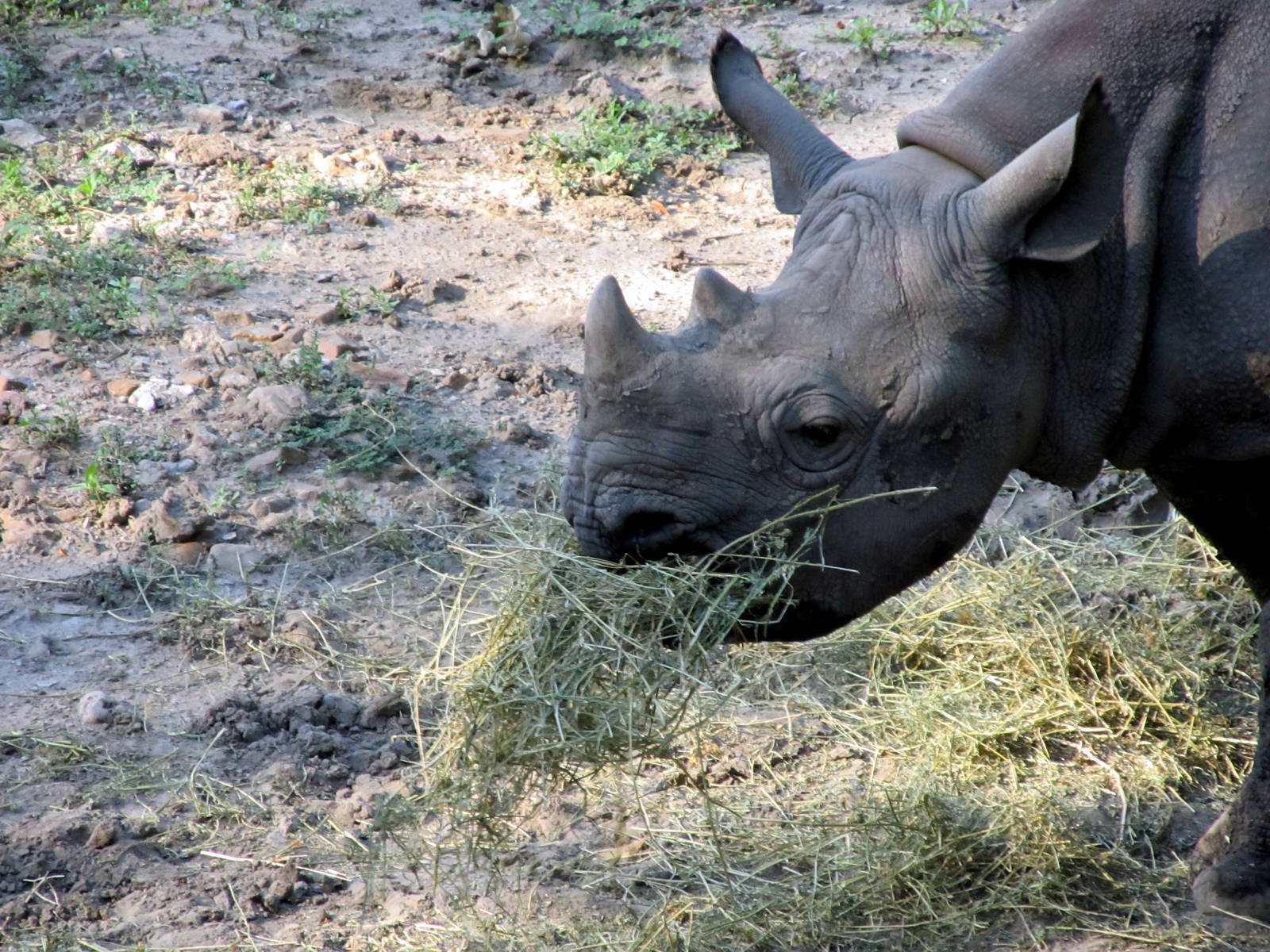 Black Rhino Calf