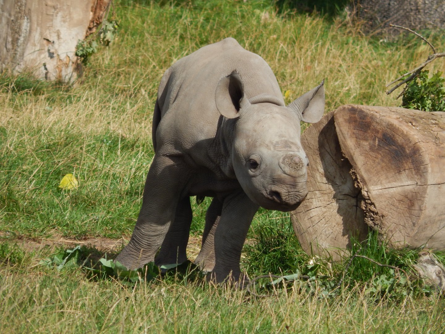 Black Rhino calf
