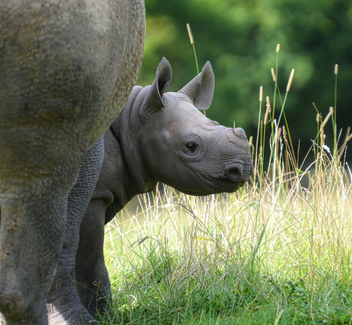 Black Rhino Calf