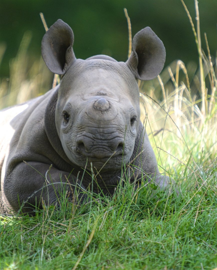 Black Rhino Calf