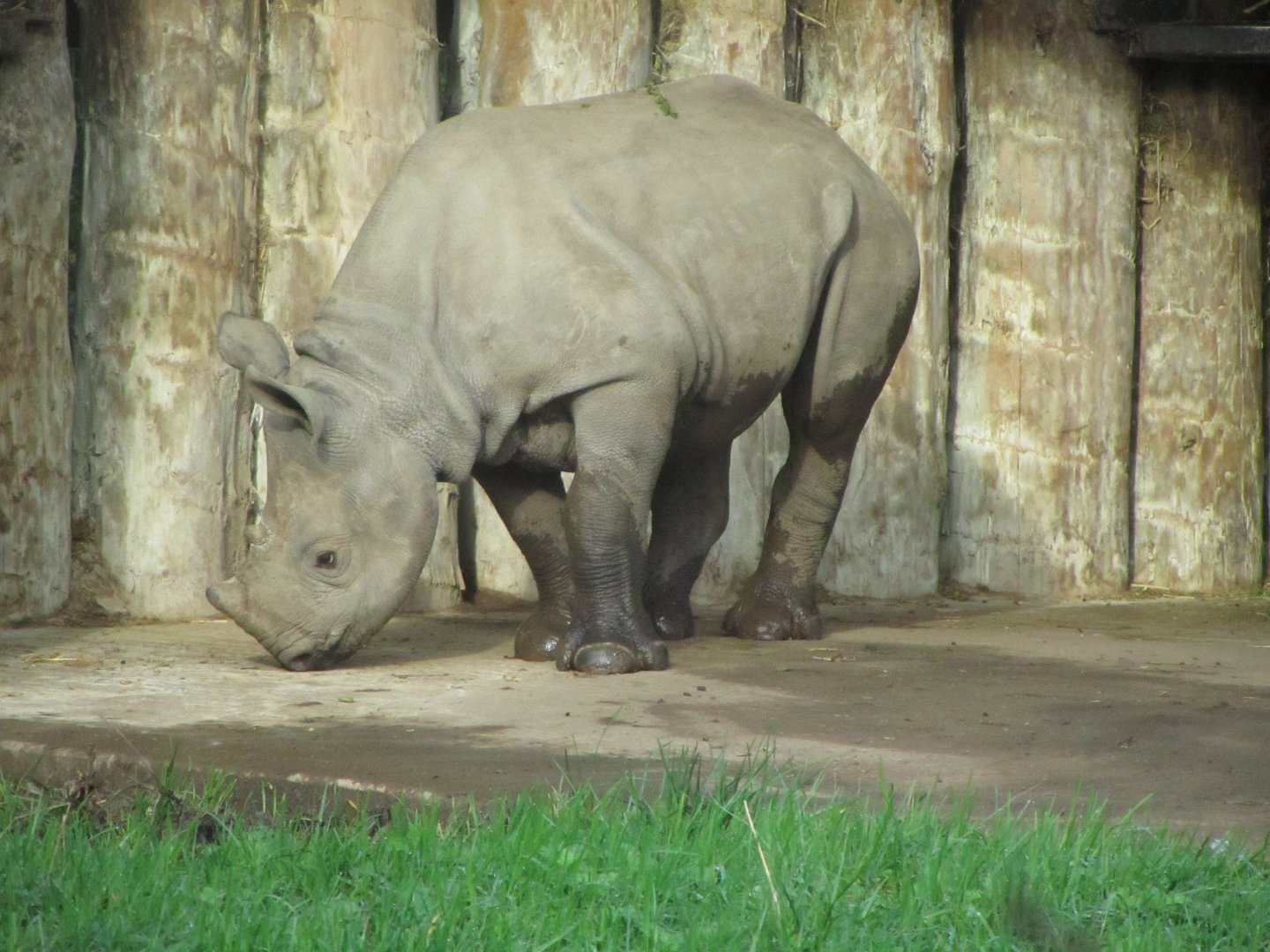 Black Rhino Calf