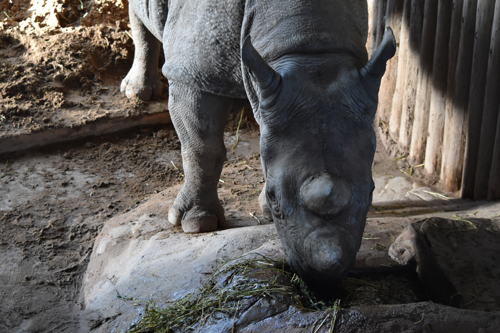 Black Rhino Calf