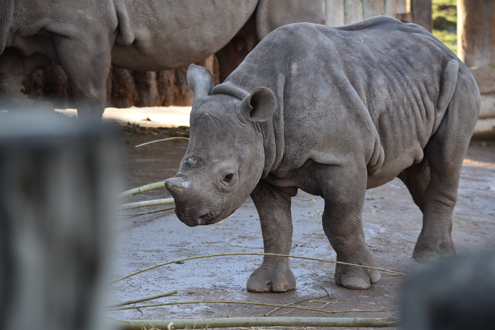 Black Rhino Calf