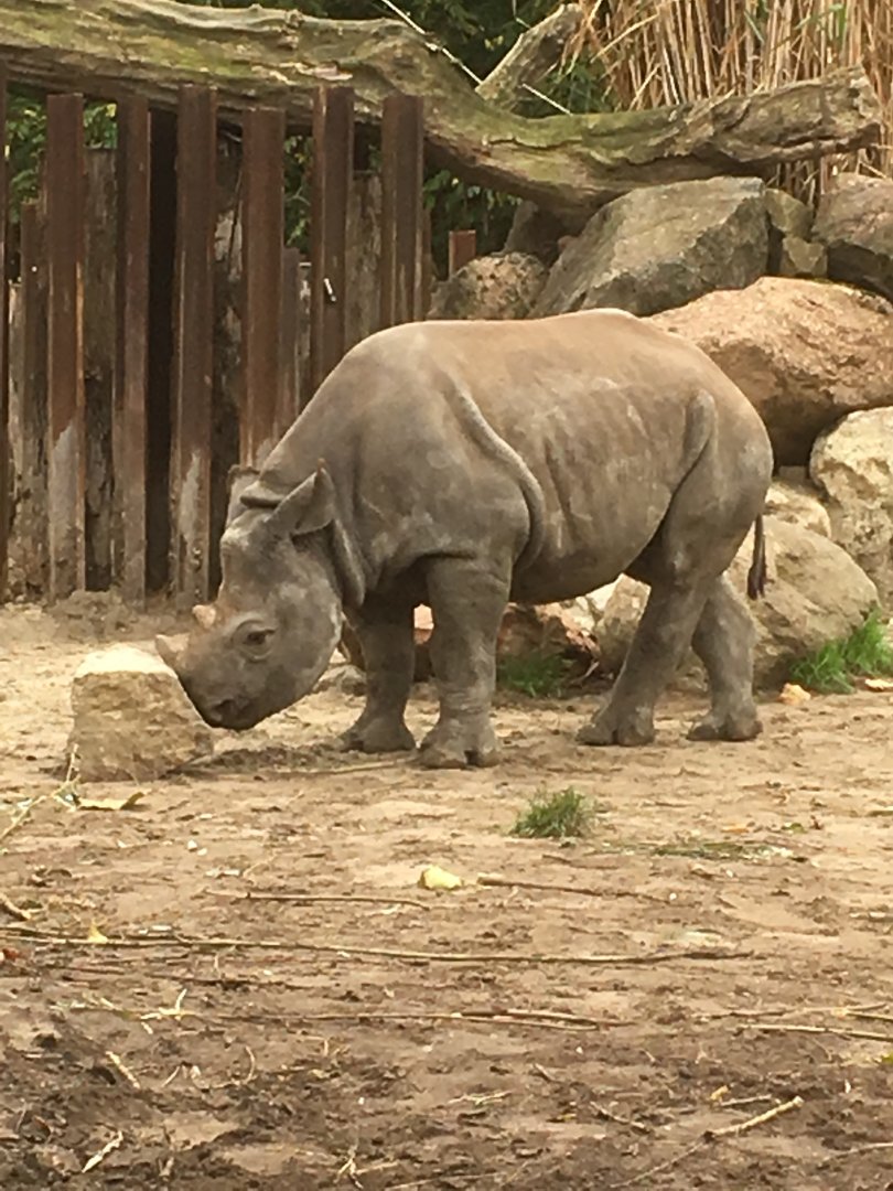 Black rhino calf