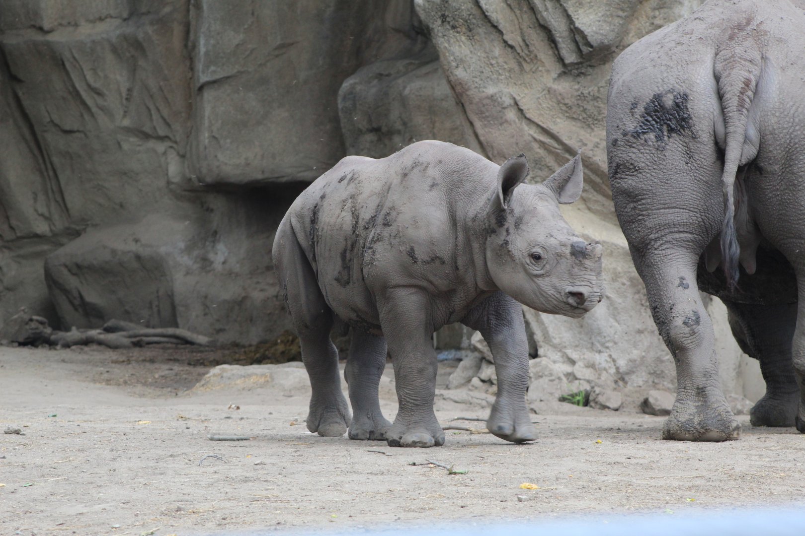 Black Rhino Calf